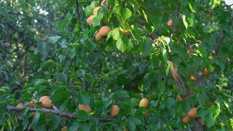 Ripe apricots on a branch Stock Footage