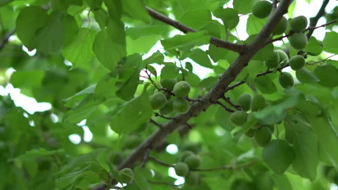 Ripe apricots on the branches of an apricot tree Stock Footage 308941706