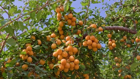 Ripe apricots cluster densely on tree branches Stock Footage 341773133