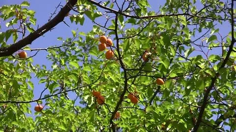 Ripe Apricots Stock Footage 11288166