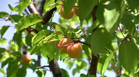 Ripe Apricots Stock Footage 11288171