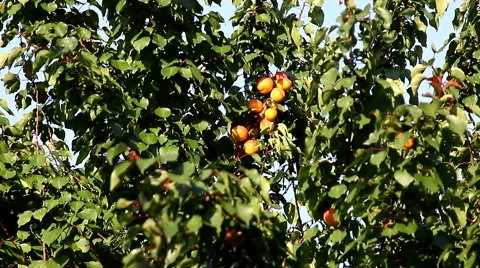 Ripe apricots Stock Footage 64351782