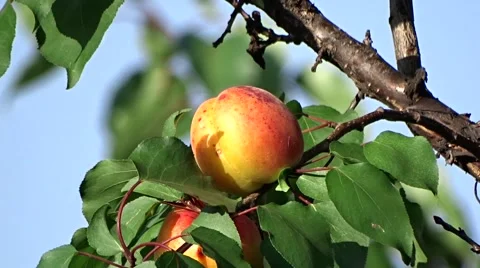 Ripe apricots Stock Footage 64352204