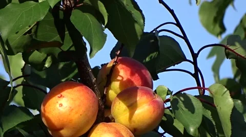 Ripe apricots Stock Footage 64352251