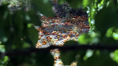Ripe apricots Stock Footage 135895570