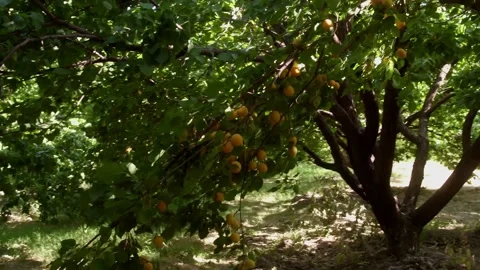 Ripe apricots Stock Footage 135896705