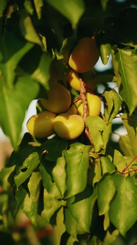 Ripe apricots growing on a tree branch in golden evening sunlight Stock Footage 339370019