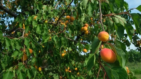 Ripe Apricots Growing on Tree Branches in Sunny Orchard Video stock 345658639