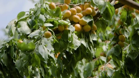 Ripe Apricots hang from tree limb in mountain village of the Pamir Range Stock Footage 122585579