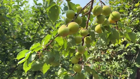 Ripe Apricots Hanging on Tree Branches in Srinagar, Kashmir Stock Footage 338040427