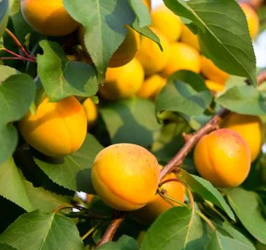 Ripe apricots Stock Photos