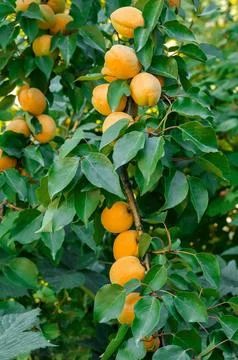 Ripe apricots Stock Photos