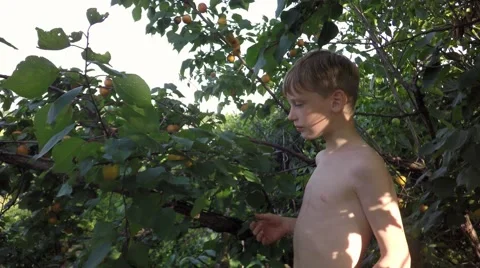 Ripe apricots on a tree. Boy reaching for the apricots on the branch. Stockbeeldmateriaal 64415452