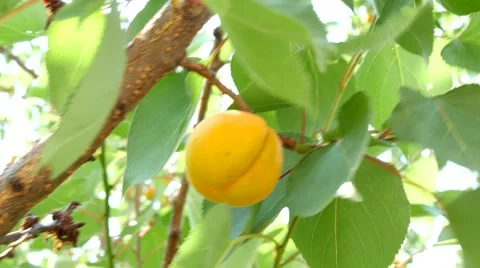 Ripe Apricots On Tree Branch Video stock 51975099