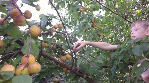 Ripe apricots on a tree. 스톡 동영상 64415464