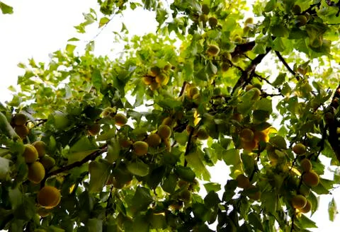 Ripe apricots on a tree Stockfoto's