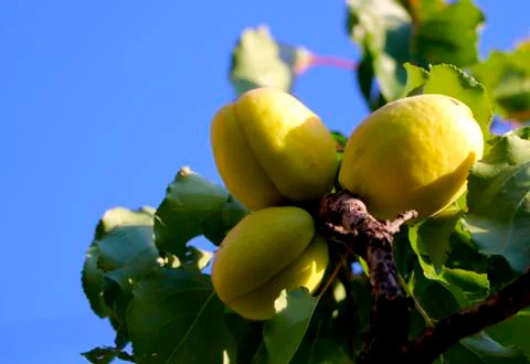Ripe apricots on a tree Stock Photos
