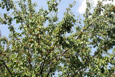 Ripe apricots on the tree Foto stock