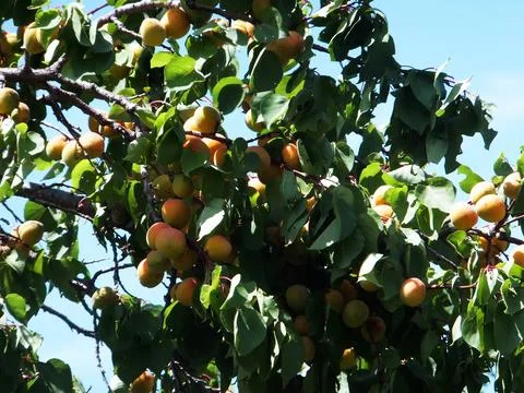Ripe apricots on the tree Stock Photos