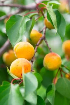 Ripe apricots on a tree in the rays of the summer sun. Stock Photos