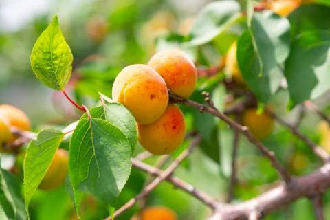 Ripe apricots on a tree in the rays of the summer sun. Stock Photos