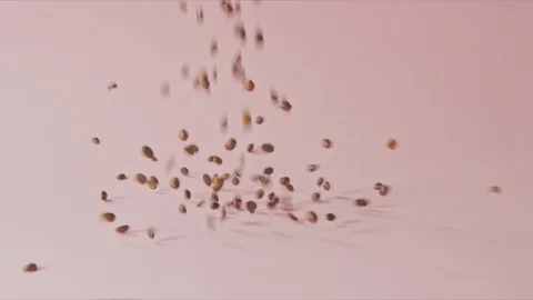 Ripe aromatic coffee beans fall on a light pink background with splashes. Stock Footage 129634541