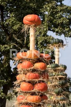Ripe autumn pumpkins arranged on totem Stock Photos