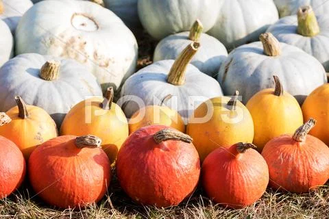 Ripe autumn pumpkins on the farm Stock Photos