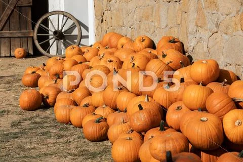 Ripe autumn pumpkins on the farm Stock Photos