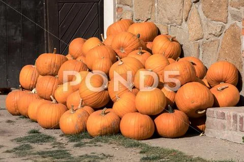 Ripe autumn pumpkins on the farm Stock Photos
