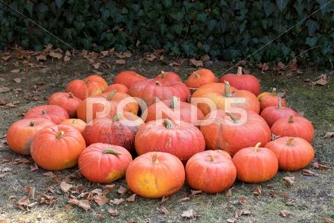 Ripe autumn pumpkins on the farm Stock Photos