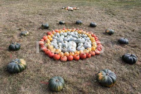 Ripe autumn pumpkins on the farm Stock Photos
