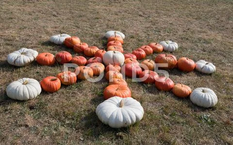 Ripe autumn pumpkins on the farm Stock Photos