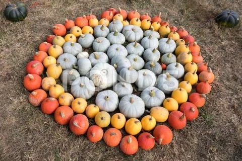 Ripe autumn pumpkins on the farm Stock Photos