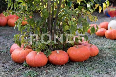 Ripe autumn pumpkins on the farm Stock Photos