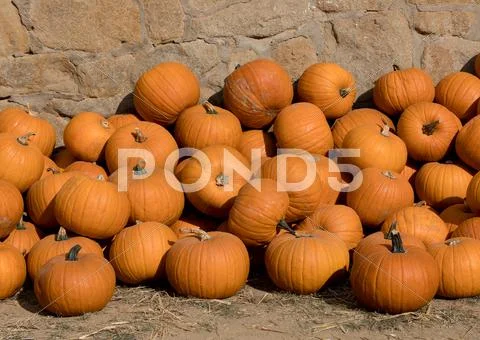 Ripe autumn pumpkins on the farm Stock Photos