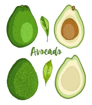 Ripe avocado fruit Stock Illustration