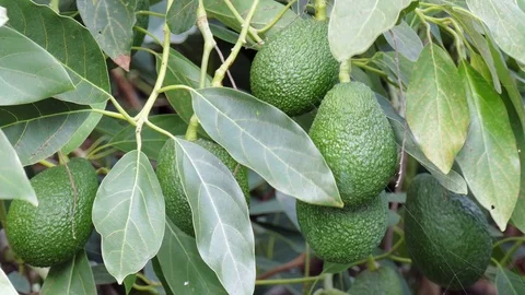 Ripe avocados hanging on a tree Stock Footage 71451844