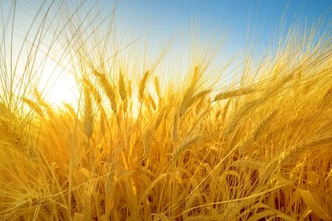 Ripe barley ears in a field, dramatic wide angle closeup. Stock Photos