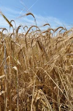 Ripe barley Stock Photos