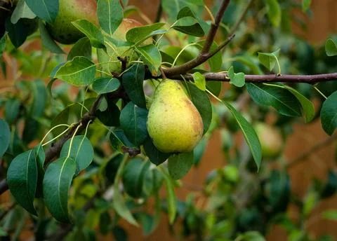 Ripe Bartlett pear growing on tree branch in orchard Stock Photos