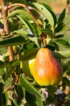 Ripe bartlett pear on tree ready to be picked Stock-Fotos