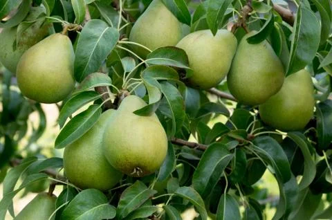Ripe bartlett pears on the tree Stock Photos