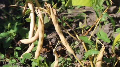 Ripe beans Stock Footage 26900483