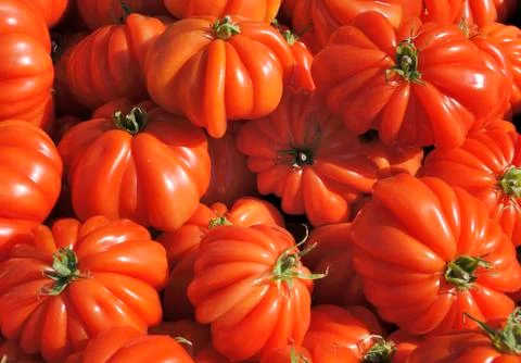 Ripe beefsteak tomatoes Stock Photos