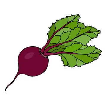 Ripe Beet. Beetroot with Top Leaves. Fresh Vegetable Salad. Hand Drawn Vector Illustrazione stock