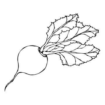 Ripe Beet. Beetroot with Top Leaves. Fresh Vegetable Salad. Hand Drawn Vector Illustrazione stock
