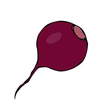 Ripe Beet. Beetroot Without Top Leaves. Fresh Vegetable Salad. Hand Drawn Vec Stock Illustration