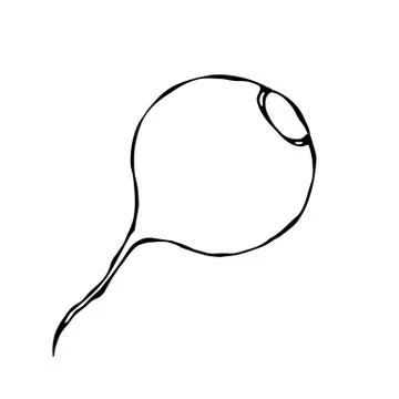 Ripe Beet. Beetroot Without Top Leaves. Fresh Vegetable Salad. Hand Drawn Vec Stock Illustration