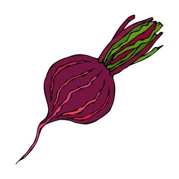 Ripe Beet - Half of Beetroot, Cut Beet Slices. Fresh Vegetable Salad. Hand Dr Illustrazione stock